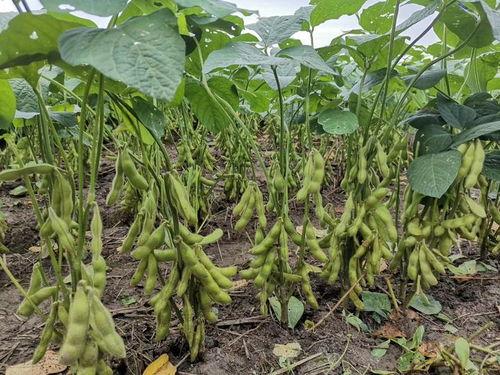 毛豆3最新款外观爆料,科技感十足，引领潮流新风尚”  第2张